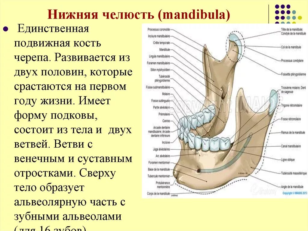 Анатомия нижней челюсти человека кости. Нижняя челюсть анатомия строение кости. Нижняя челюсть кость анатомия. Нижняя челюсть анатомия строение.