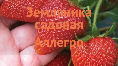 Аллегро клубника описание сорта фото отзывы садоводов
