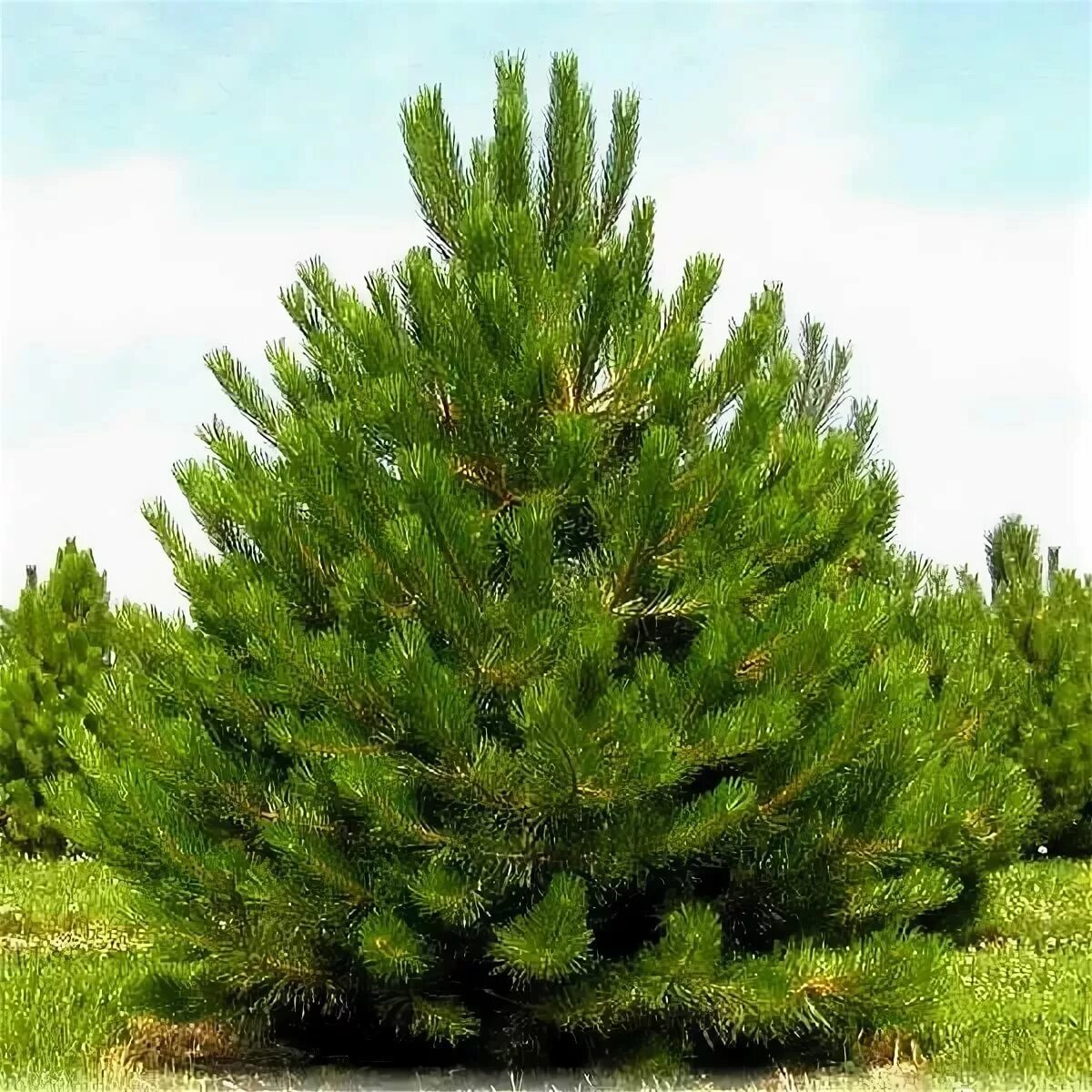 Сосна черная Австрийская. Сосна черная Фастигиата. Pinus nigra. Сосна черная (Pinus nigra).