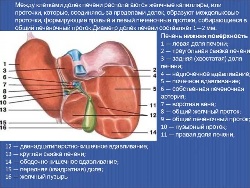 В ворота печени входят. Доли висцеральной поверхности печени. Строение печени висцеральная поверхность. Диафрагмальная поверхность печени анатомия. Висцеральная поверхность левой доли печени.