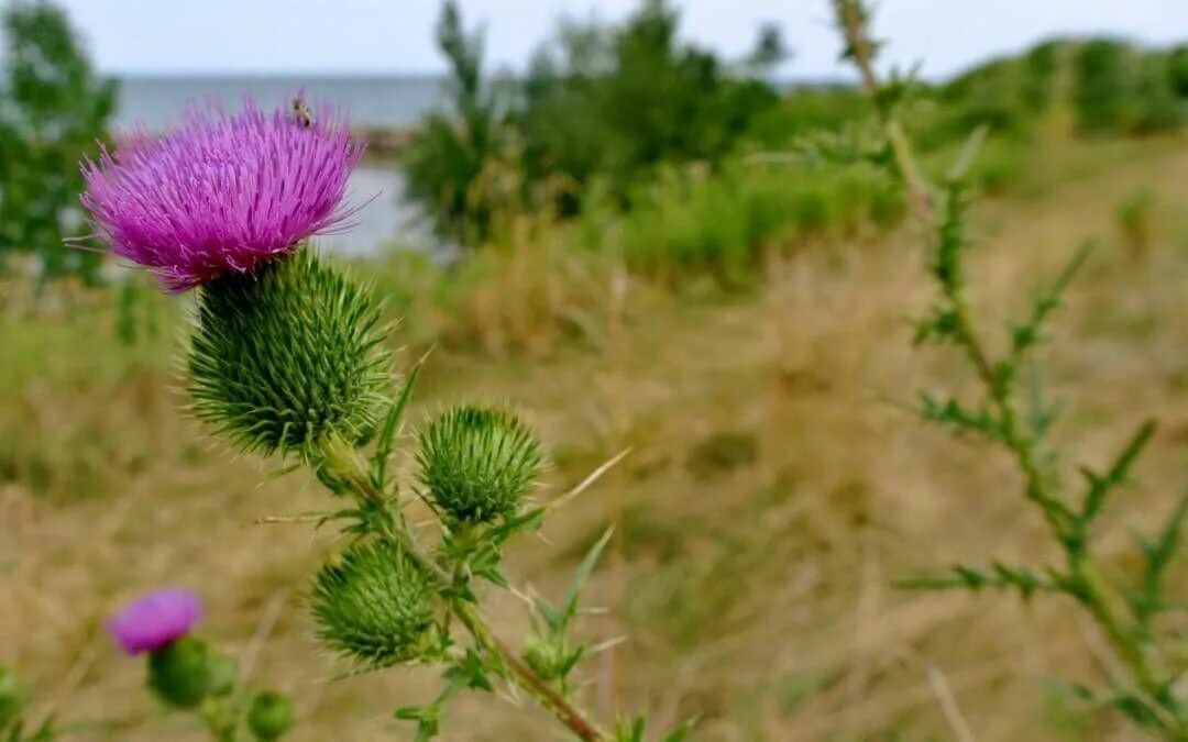 A thistle is the symbol of