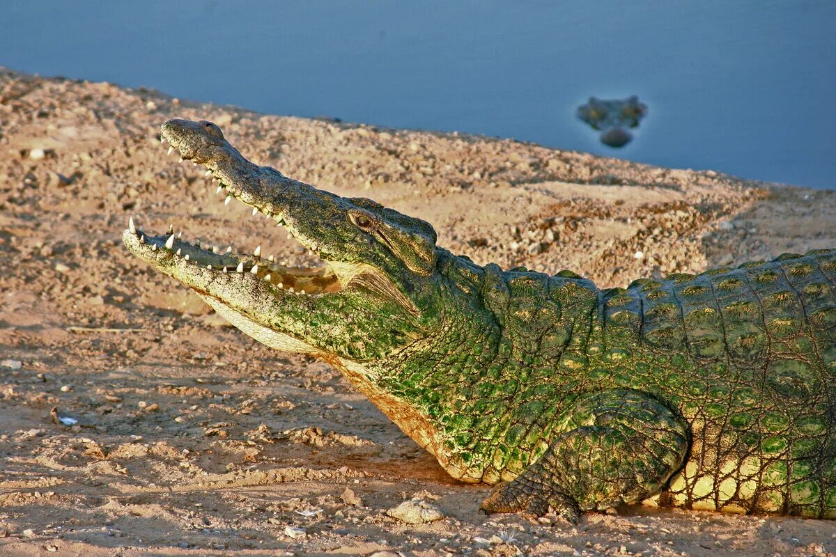 Какой крокодил зеленый. Зеленый крокодил. Крокодил торбьярнарсона. Пресмыкающиеся крокодил. Красивый крокодил.