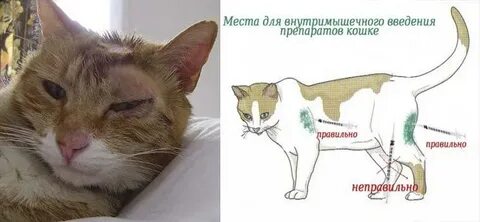 Можно ли мазать кота