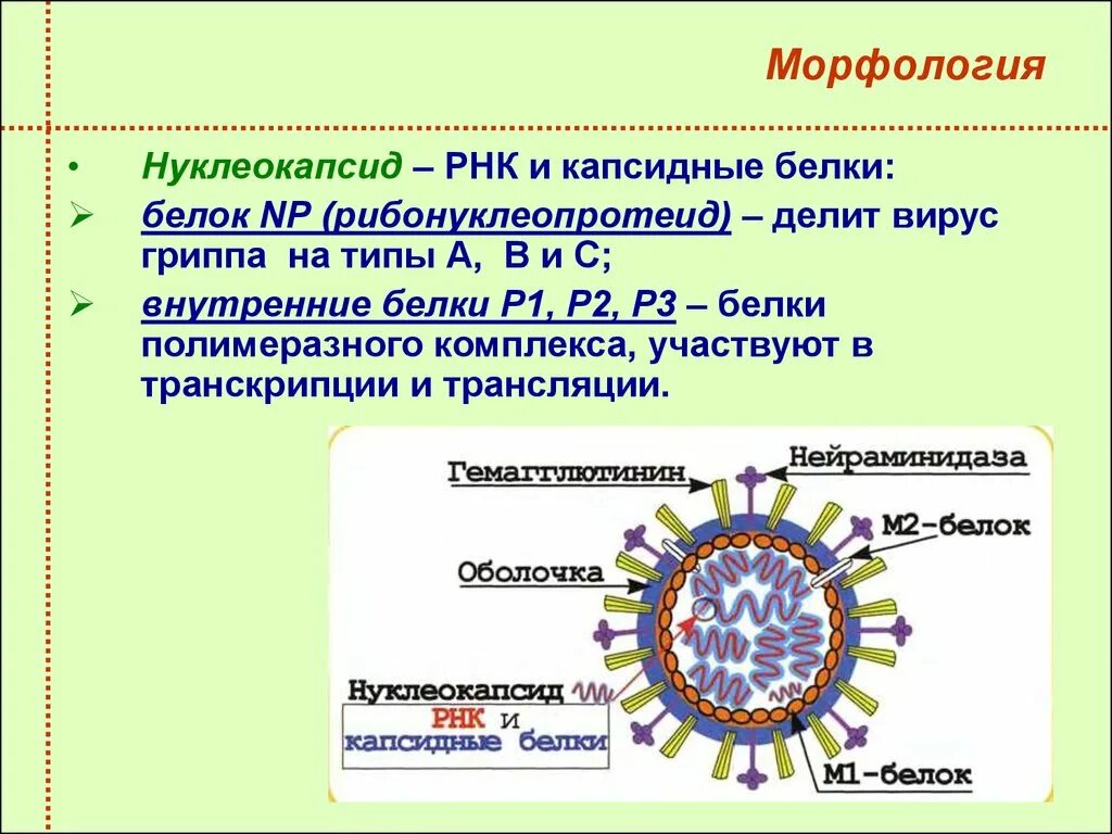 Грипп состав. Строение вируса гриппа микробиология. Структура вириона вируса гриппа микробиология. Морфология и структура вируса гриппа микробиология. Вирус парагриппа морфология.