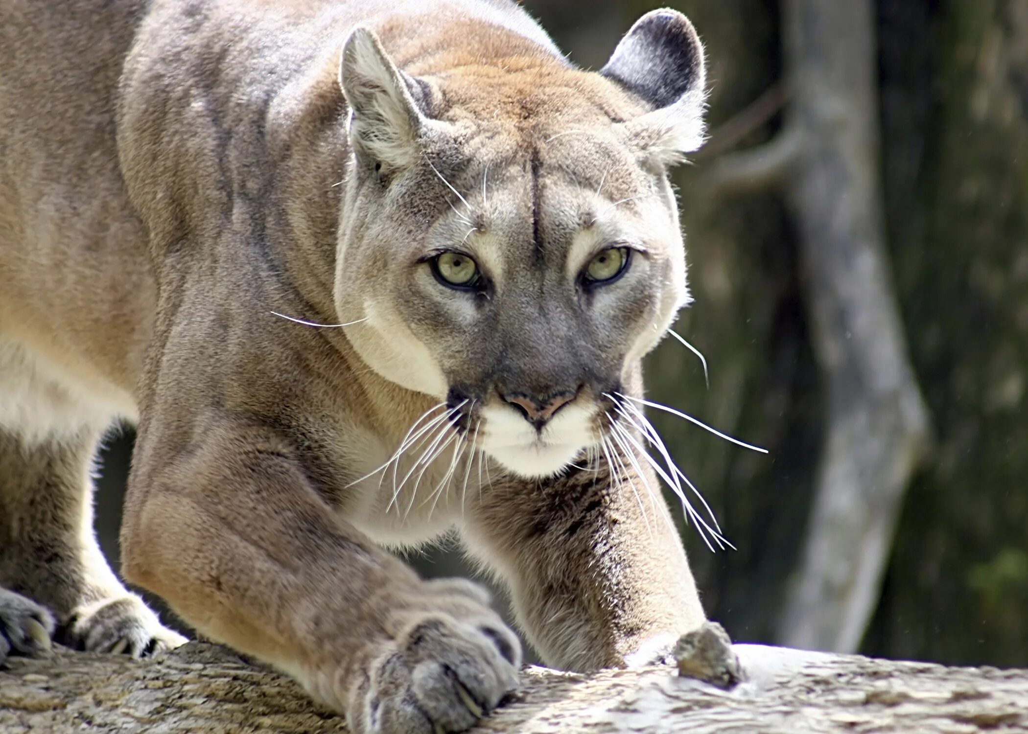 Горный лев фото животного Costa Rica Becomes First Latin American Country to Ban Hunting for Sport Mountai