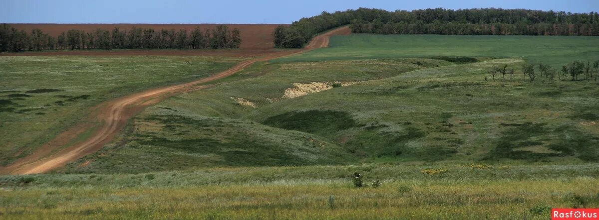 донские степи ростовской области. солонгой забалькайский. Ficedula albicilla. художник сергей краев.