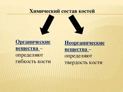 Состав кости органические вещества