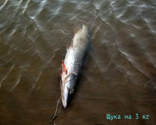 Ловля щуки на резинку на живца. Донка резинка на живца. Ловля щуки на резинку на живца с берега. Ловля щуки на резинку на живца видео. Ловлю рыбы на резинке