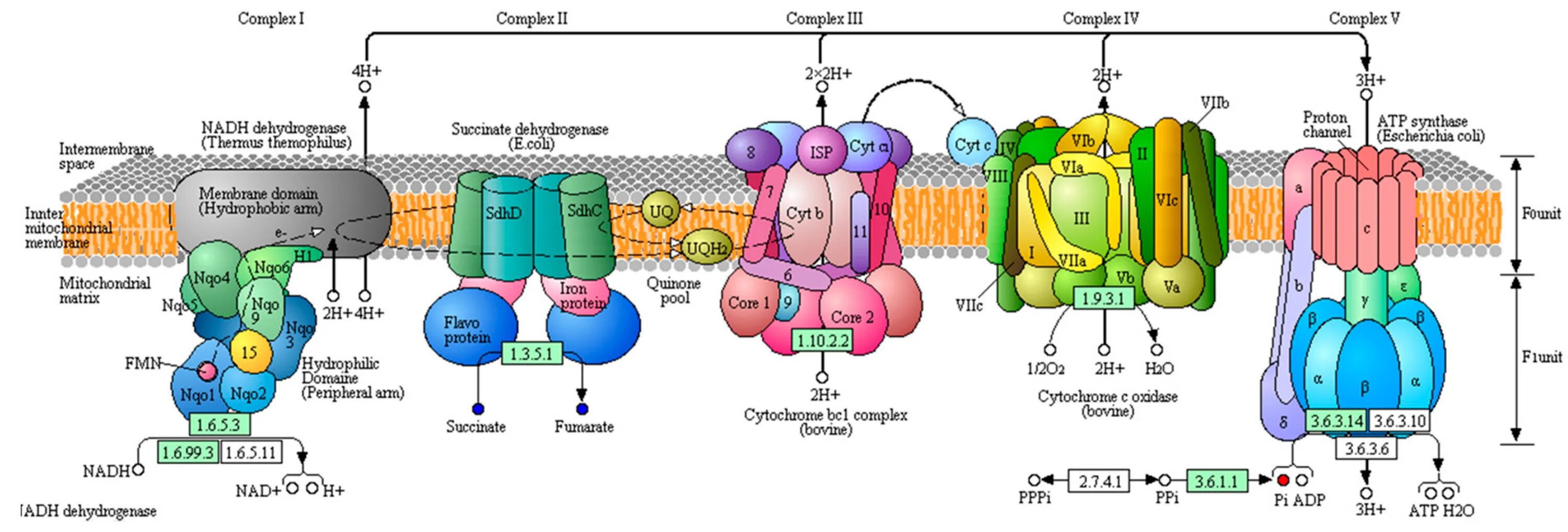 Цепь переноса электронов схема Cellular respiration part 3 (Ch9) #biology YouTube