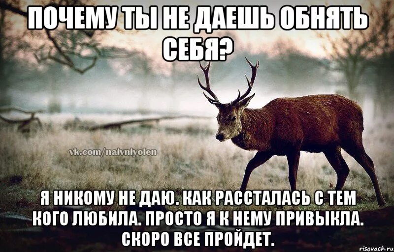 Зачем ты пришла. Шутки про оленей парней. Приколы про оленя с рогами. Рога олень шутки. Олень в отношениях.