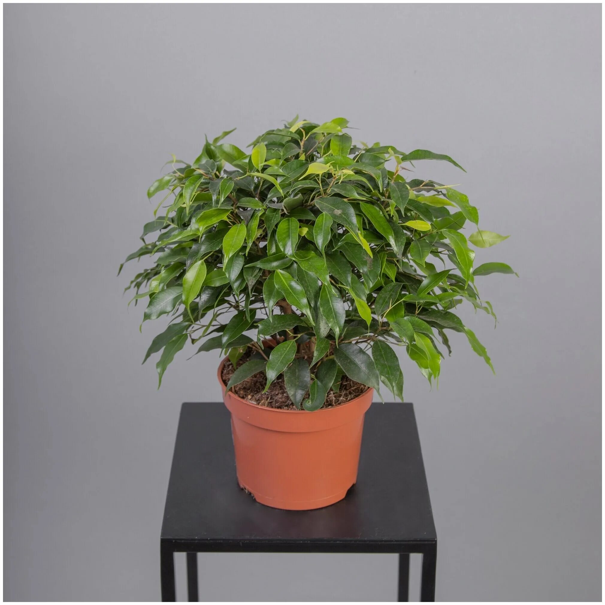 грин кинки. грин кинки. грин кинки. фикус бенджамина кинки в горшке. грин кинки.