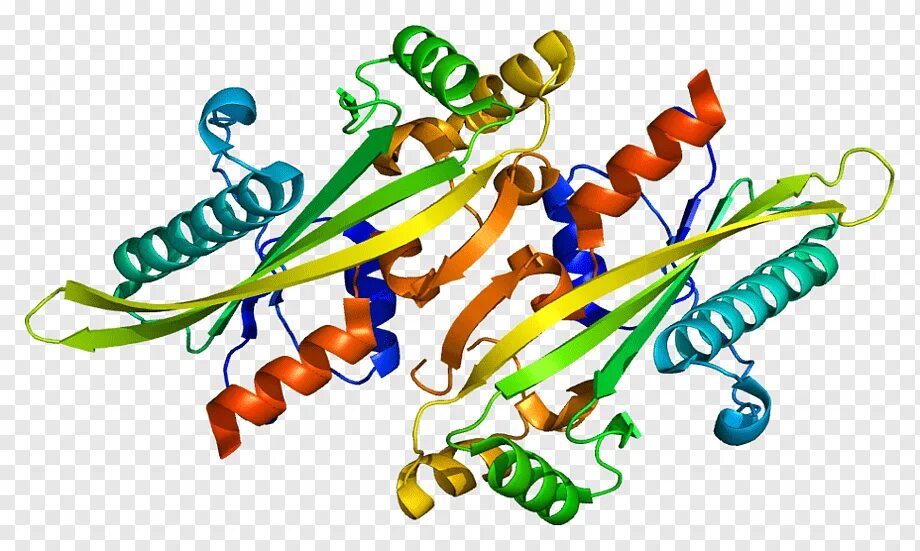 Ген белок фермент. N метилтрансфераза. Энзим персонаж. Gene Protein trait картинки. Строение белка анимация.