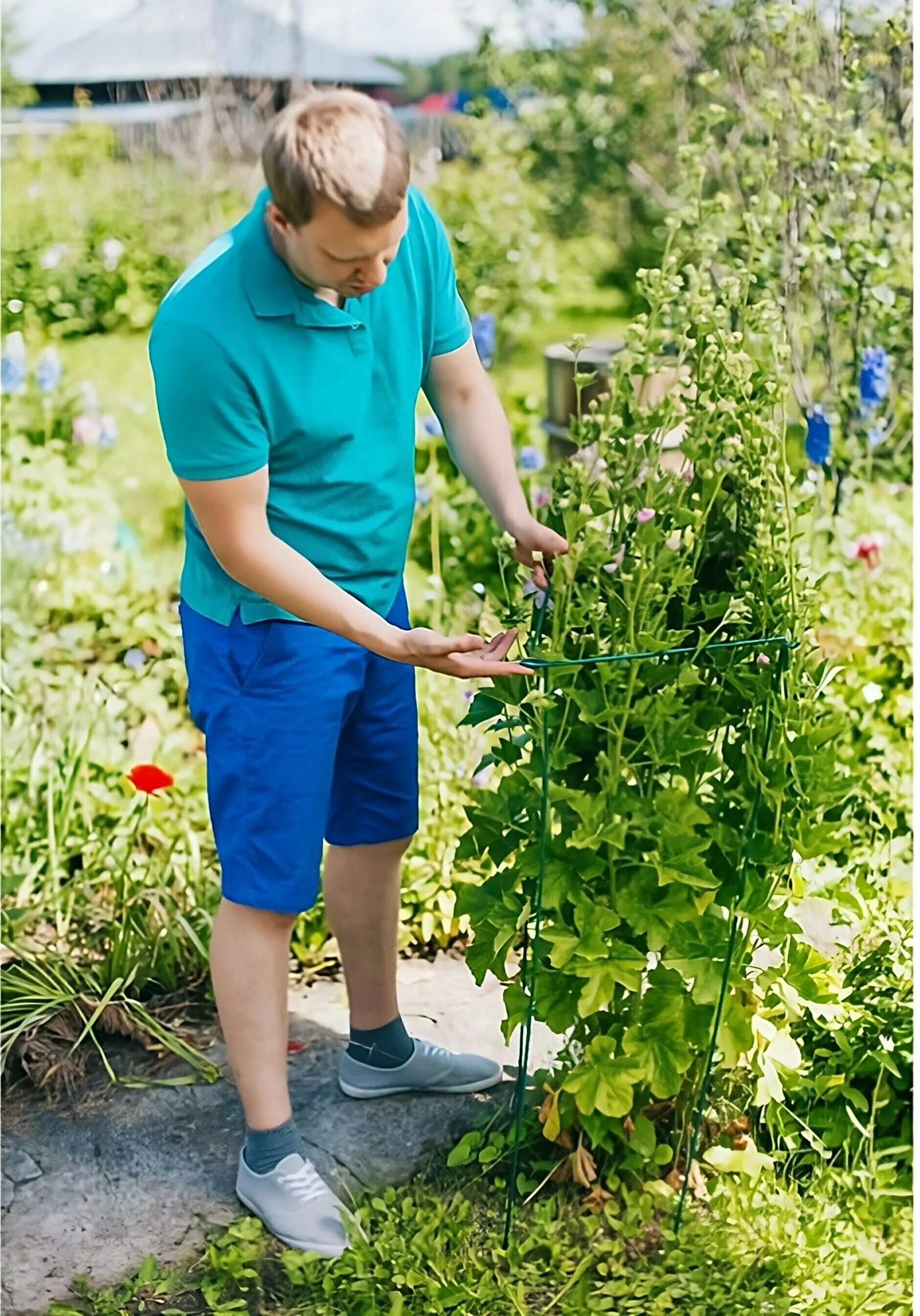 Кустов помощь. Подпорка для кустарников. Подрезание кустарников. Кустов помощь. Кустов помощь.