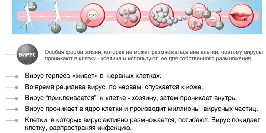 Герпесвирусная инфекция типы. Через сколько вода попадает в пузырь