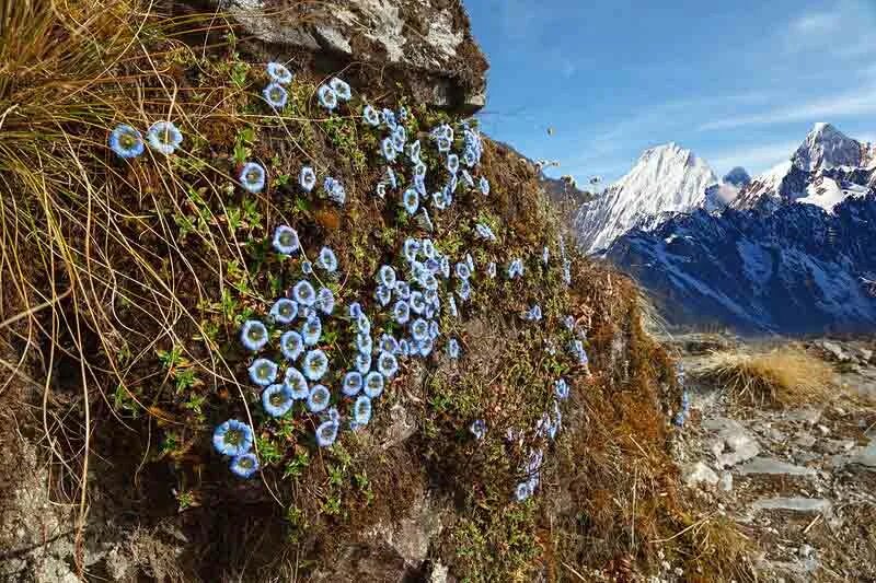 Цвет гималаи. Долина голубых маков . Гималаи .. Национальный парк Долины цветов, Уттаракханд. Гималаи Долина. Долина цветов в Гималаях.
