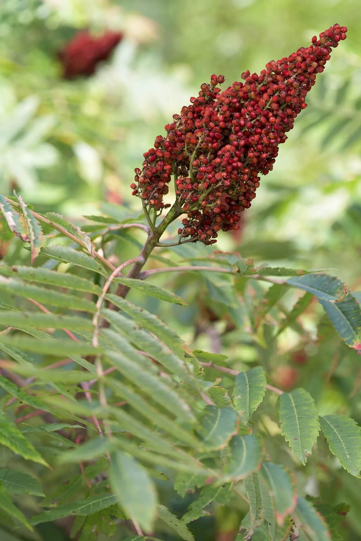 Rhus typhina. Сумах Rhus typhina. Сумах дубильный (Rhus coriaria. Staghorn Sumac.