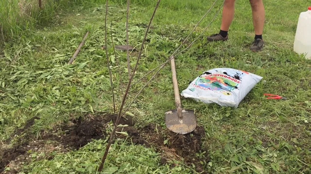 Покажи видео как сажать. Посадка черешни. Короб для посадки черешни. Высадка саженцев черешни весной в Забайкалье. Как правильно посадить черешню.