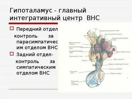 Гипоталамусе образуются