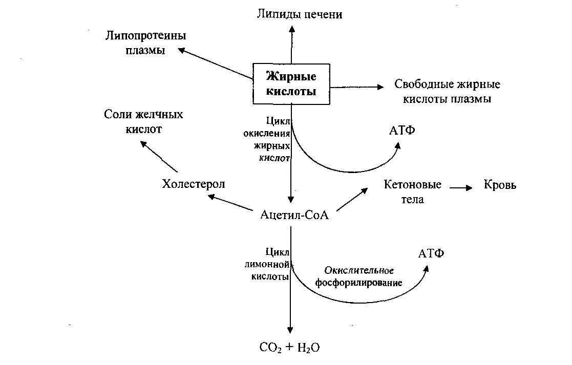 Жиры под действием ферментов печени. Схема метаболизма липидов в организме человека. Схема метаболизма липидов в печени. Синтез жирных кислот биохимия схема. Основные пути катаболизма липидов в организме.