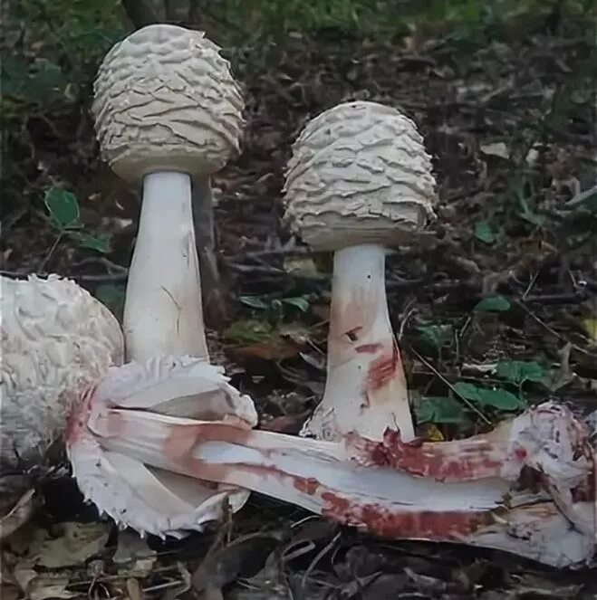 Гриб зонтик молодой как выглядит Зонтик Конрада (Macrolepiota konradii): фото и описание гриба