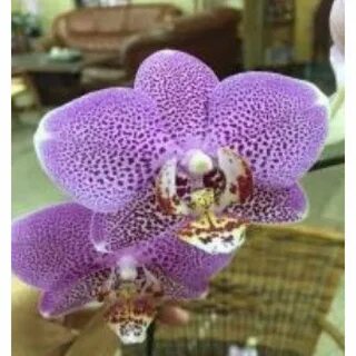 Phal pearl