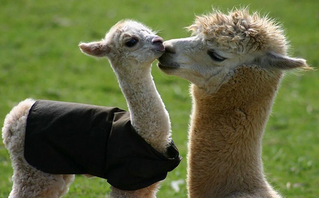 Альпака. Лама love. Лама любовь. Лама гифка. Альпаки любовь.