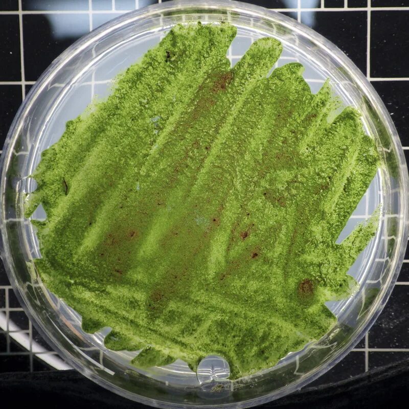 Культивирования водорослей. Спирелла водоросль. Хлорелла вульгарис. Хлорелла жидкая. Хлорелла микрорастение.