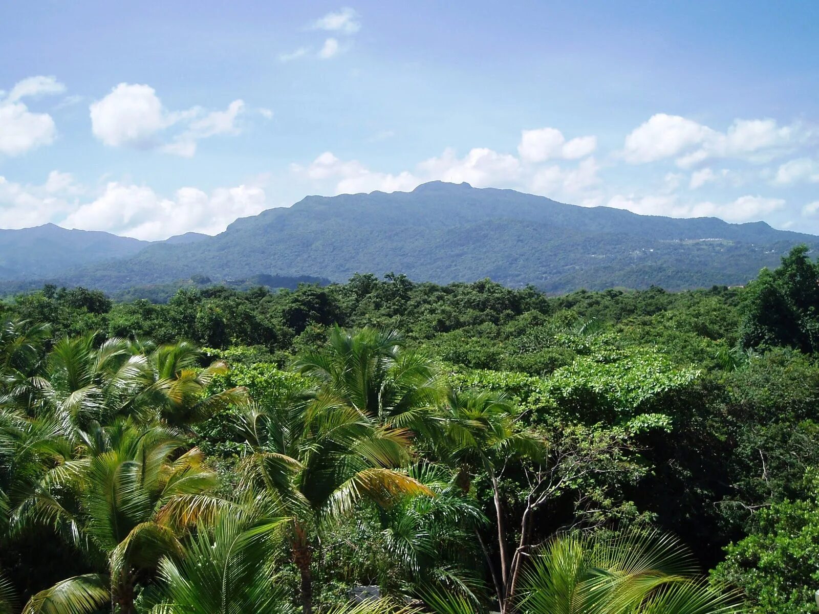 Люди живущие в экваториальном климате имеют уплощенный. Лес Эль Юнке, Пуэрто-Рико. Тропикал Рейнфорест. Тропики и субтропики рельеф. Тропики субтропики Южная Америка.