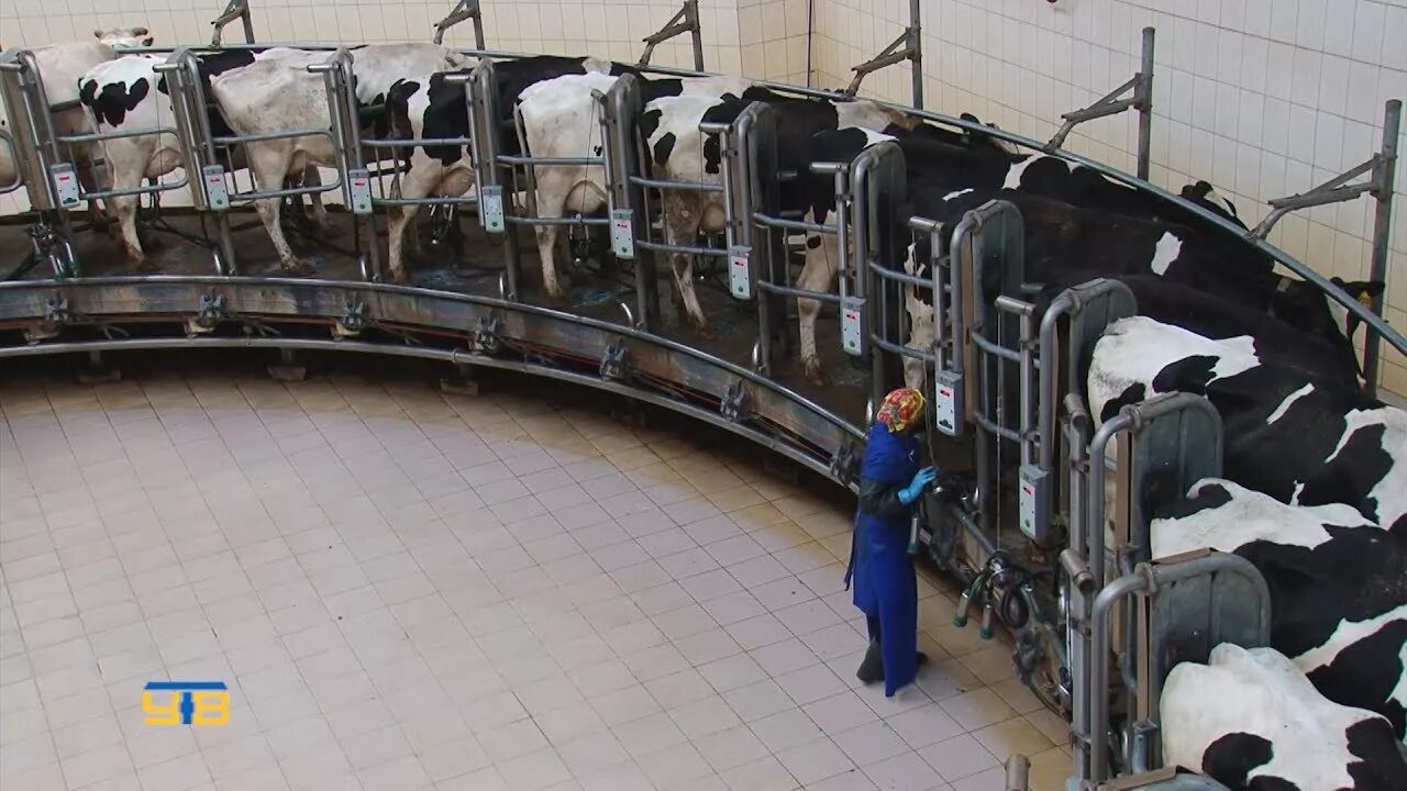 Спк видео. Спк емуртлинский упоровский район. совхоз емуртлинский упоровский район. сельскохозяйственный производственный кооператив емуртлинский сайт. емуртла животноводческий комплекс.