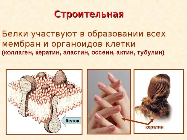 Функции коллагена. Белки коллаген кератин. Структурная функция белка. Строительная функция белка примеры. Строительная функция белка.