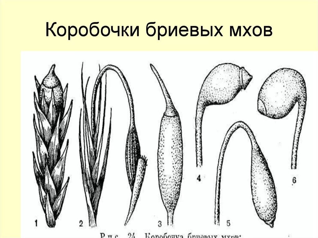 Спорогон сфагнума. Коробочка бриевых мхов. Коробочка сфагнума. Мох, семенные коробочки. Коробочка мха со спорами.