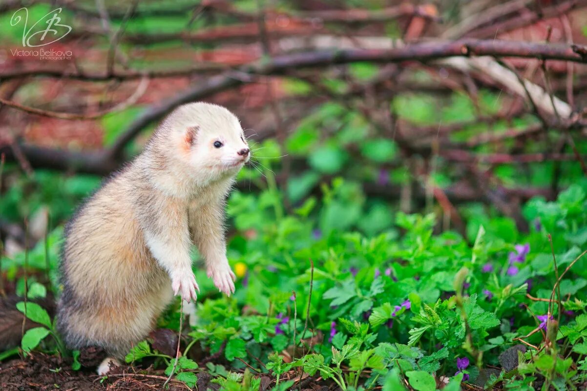 фретка лимонная. хонорик белый. фретка хонорик хорёк. золотистая фретка. харьков хорьков.