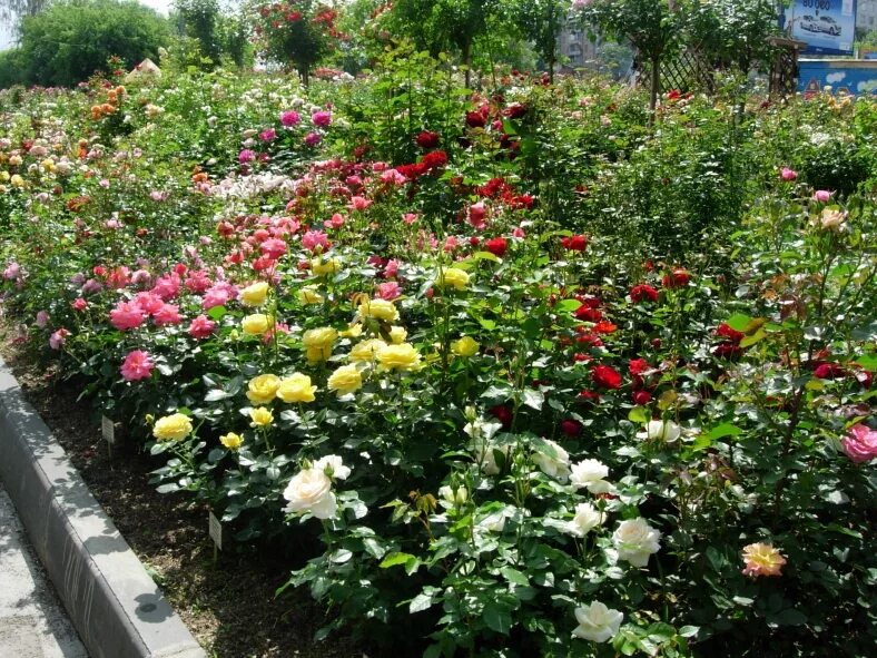 розарий мира увлечений. розарий мир увлечений. садовое хобби розы. розы в мир увлечений в отрадном. мир увлечений садовый центр интернет.