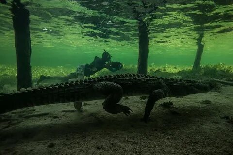 Long crocodile