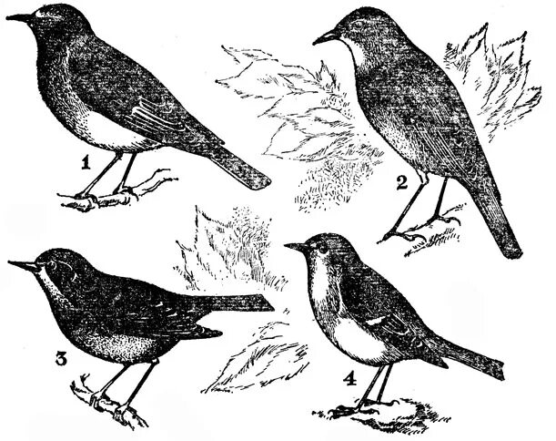 сигнал к перелету насекомоядных птиц. насекомоядные перелетные птицы. сигнал к перелету насекомоядных птиц. насекомоядные птицы синицы презентация. сигнал к перелету насекомоядных птиц.