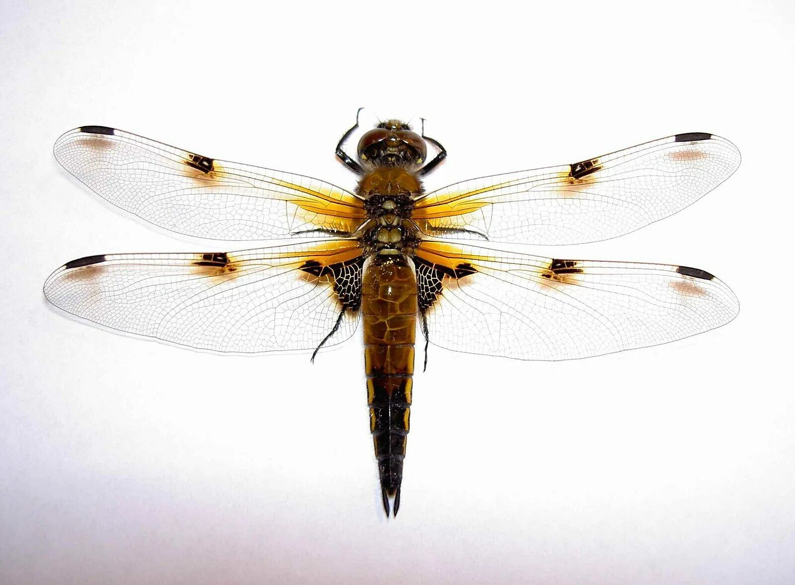 оса hymenoepimecis argyraphaga. оса тарантуловый ястреб укус. летающее жало. томкат муравей. сцелифрон пелопей.