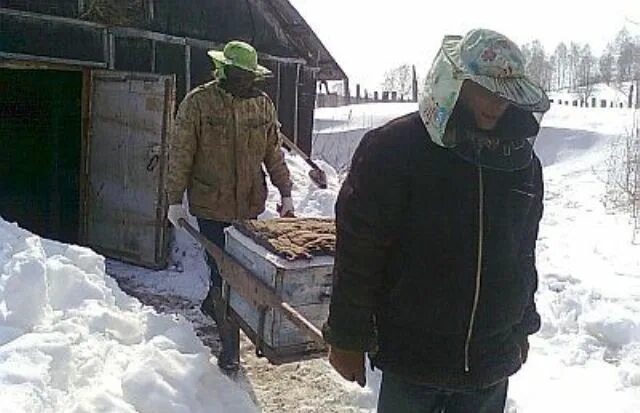 Пчелы весной после зимовки. Носилки для ульев. Носилки для переноски ульев. Носилки пчеловода. Носилки для переноски пчелиных ульев.