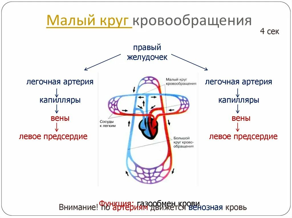 Малый круг кровообращения заканчивается в предсердии. Малый круг кровообращения человека схема. большой круг кровообращения схема. малый легочный круг кровообращения схема. схема малого круга кровообращения.