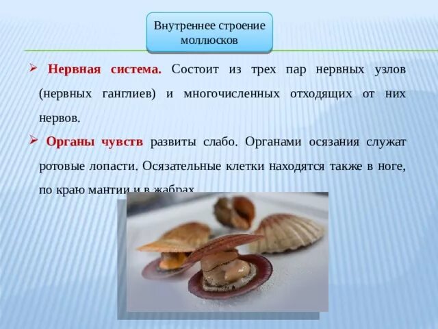 У моллюсков хорошо развиты органы чувств. У моллюсков хорошо развиты органы чувств. Органы чувств головоногих моллюсков таблица. Дыхательная и кровеносная система двустворчатых моллюсков. Царство животные тип моллюски.