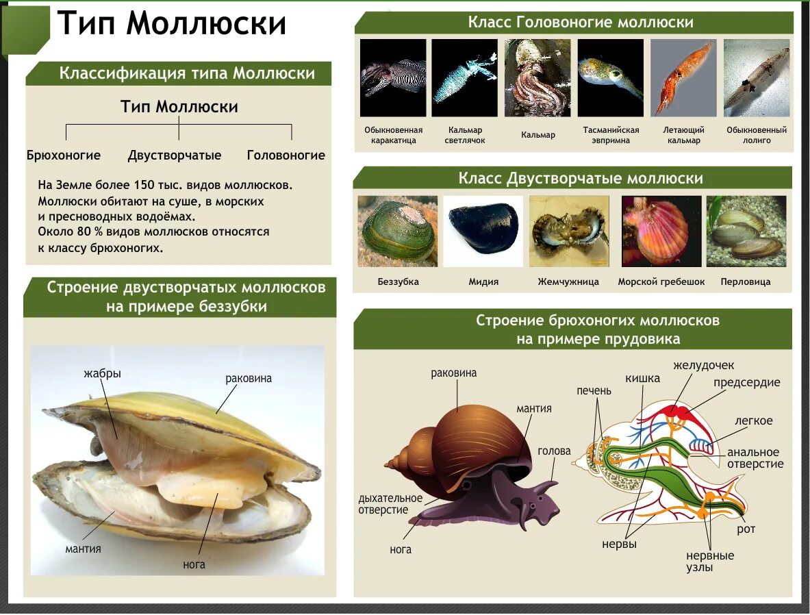 Представители класса брюхоногих моллюсков. Биология 7 класс Тип моллюски Тип двустворчатые. Моллюски общая характеристика 7 класс биология. Общая характеристика типа моллюски 7 класс биология таблица. Общая характеристика типа моллюски 7 класс биология.