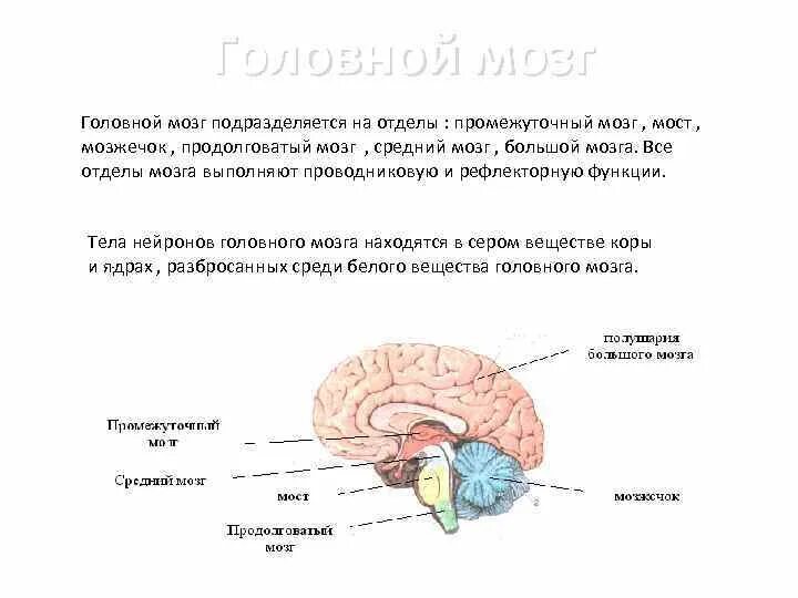 Мост мозга функции строение. Мозжечок проводниковая функция и рефлекторная. Рефлекторные и проводниковые функции отделов головного мозга. Проводниковые функции отделов головного мозга. Отделы головного мозга мост.