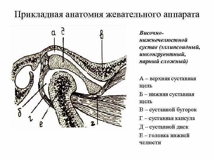 Внчс уха. Височно-нижнечелюстной сустав анатомия строение. Височно-нижнечелюстной сустав схема. Суставной бугорок ВНЧС. Связки ВНЧС анатомия.