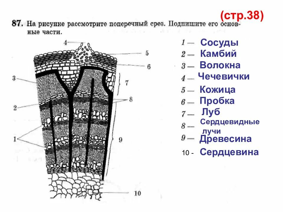Выполните лабораторную работу внутреннее строение ветки дерева. Структуры поперечного среза стебля. продольно-поперечный срез древесного стебля. строение среза стебля биология 6 класс. строение поперечного среза древесного стебля.