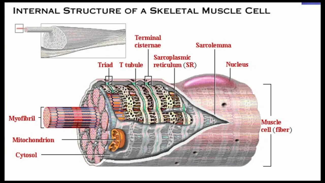 Internal structure. Muscle Cell. Internal structure of Scanner. Muscle Tissue. Internal structure of the Air Filter.