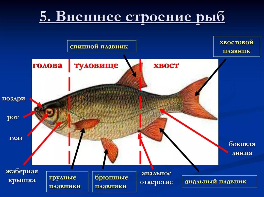 Строение рыбы. Внешнее строение рыбы. Внешнее и внутреннее строение рыб. Рыбы строение рыбы. Какое значение имеет ноздри у рыб