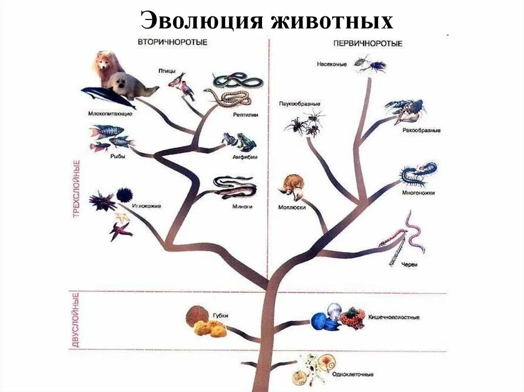 Как располагаются группы животных на родословном древе. Эволюционное Древо развития животных. Схема эволюционного развития животных. Древо эволюции живых организмов.
