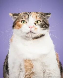 Пухлый котик