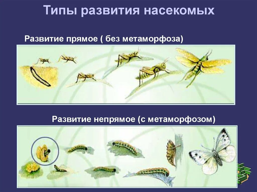 Стадии непрямого развития. Тип развития насекомых непрямой. Прямое развитие насекомых. Прямое и Непрямое развитие насекомых. Прямое развитие без Метаморфоза у насекомых.