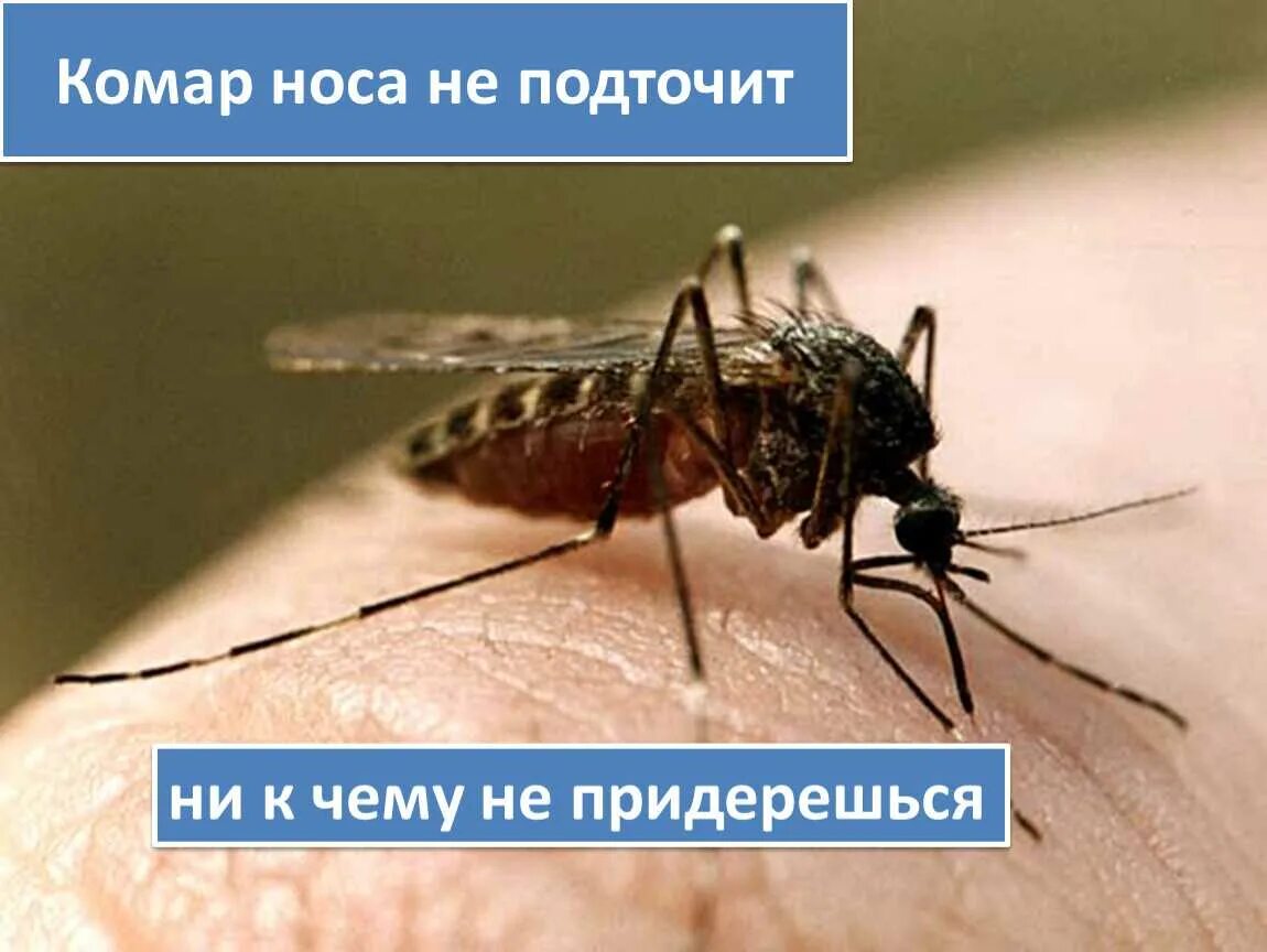 Комар пословица. Нос комара. комар носа подточит.. фразеологизм комар носа не. комар носа не подточит фразеологизм.