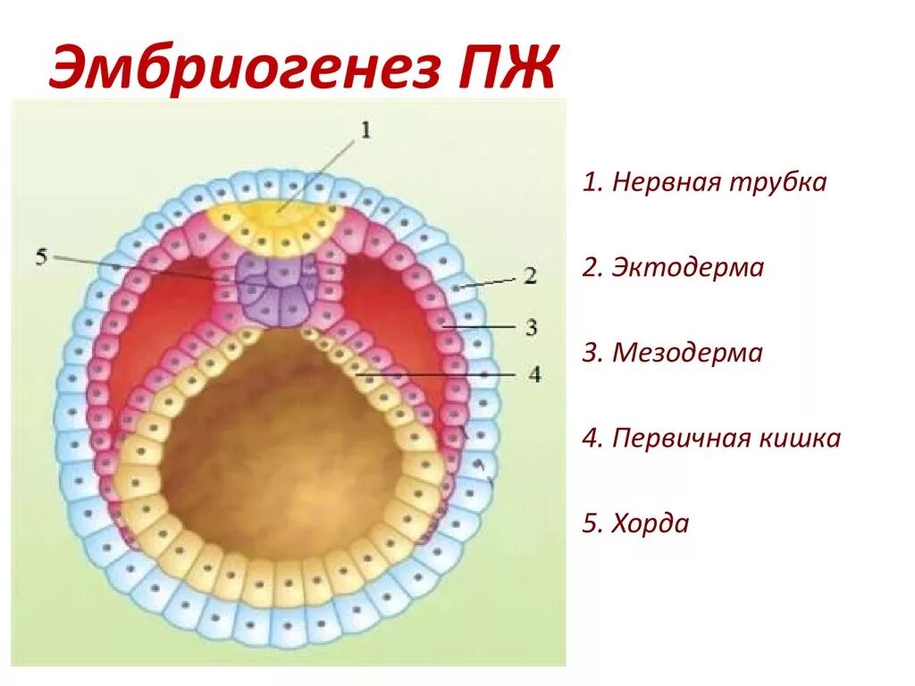 Следующее строение. Эпителий желудка нейрула. Семенники нейрула. Щитовидная железа в нейруле. Нейрулы развиваются следующие структуры позвоночных животных.